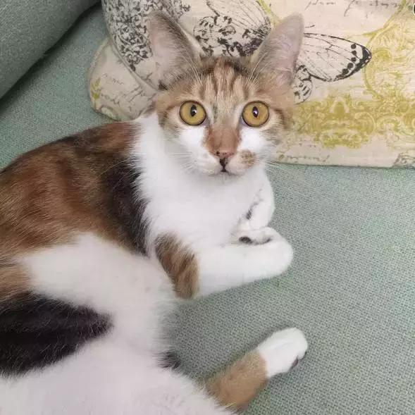 上海猫咪收养（猫咪领养上海有爱伐）(26)