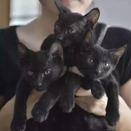 上海猫咪收养（猫咪领养上海有爱伐）(27)