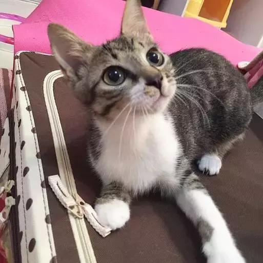 上海猫咪收养（猫咪领养上海有爱伐）(5)