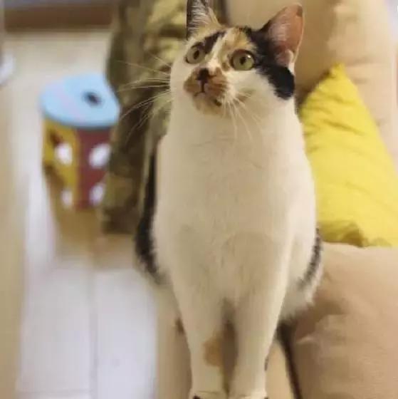 上海猫咪收养（猫咪领养上海有爱伐）(18)