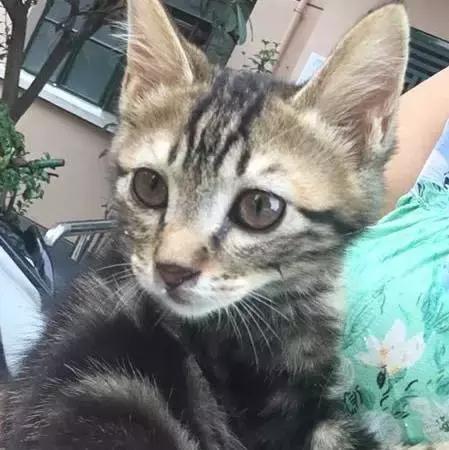 上海猫咪收养（猫咪领养上海有爱伐）(36)