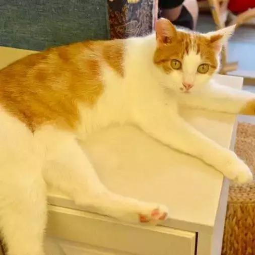 上海猫咪收养（猫咪领养上海有爱伐）(32)