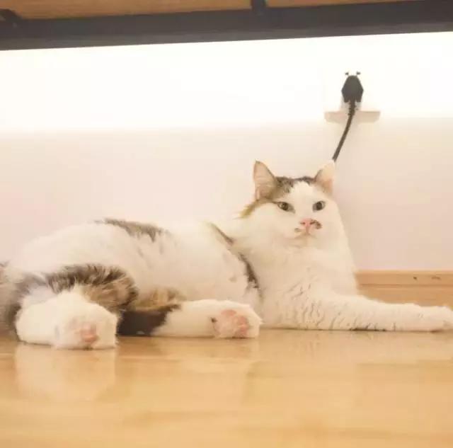 上海猫咪收养（猫咪领养上海有爱伐）(4)