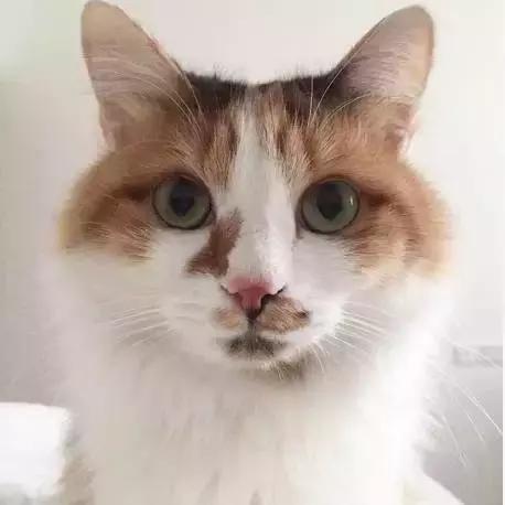 上海猫咪收养（猫咪领养上海有爱伐）(7)