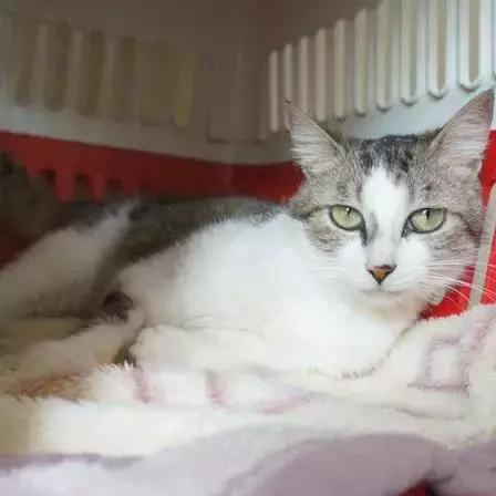 上海猫咪收养（猫咪领养上海有爱伐）(40)