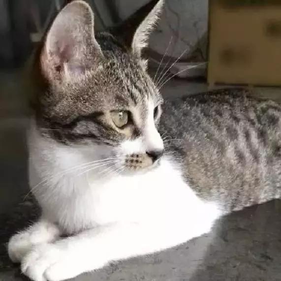 上海猫咪收养（猫咪领养上海有爱伐）(23)