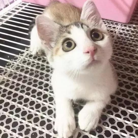 上海猫咪收养（猫咪领养上海有爱伐）(10)