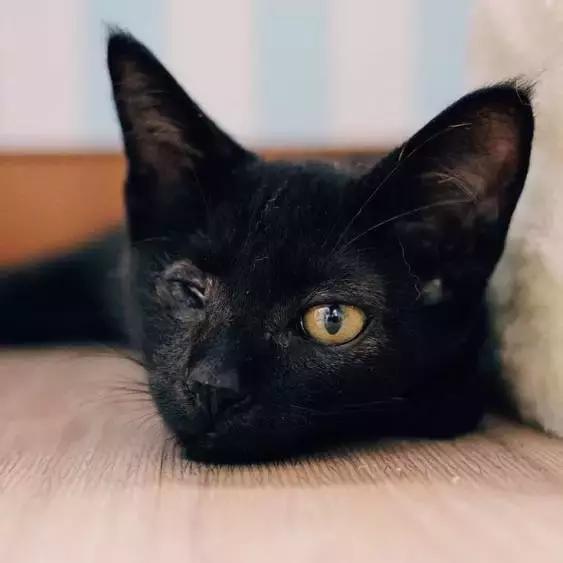 上海猫咪收养（猫咪领养上海有爱伐）(31)