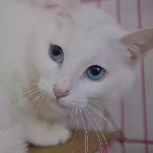 上海猫咪收养（猫咪领养上海有爱伐）(28)