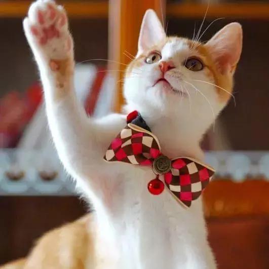 上海猫咪收养（猫咪领养上海有爱伐）(43)