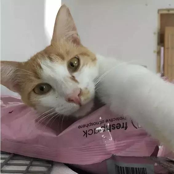 上海猫咪收养（猫咪领养上海有爱伐）(42)