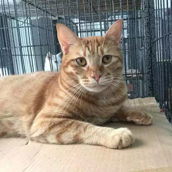 上海猫咪收养（猫咪领养上海有爱伐）(24)