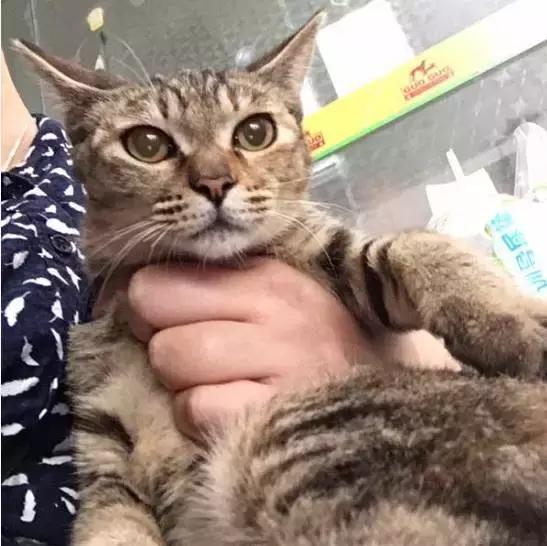 上海猫咪收养（猫咪领养上海有爱伐）(13)
