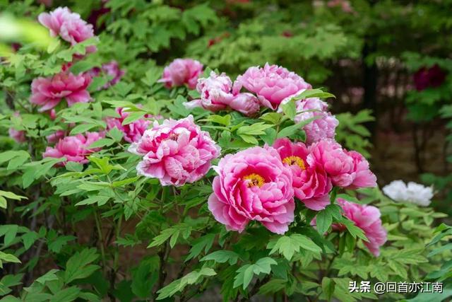 适合4月去旅游的地方（四月必去的15个地方）(11)