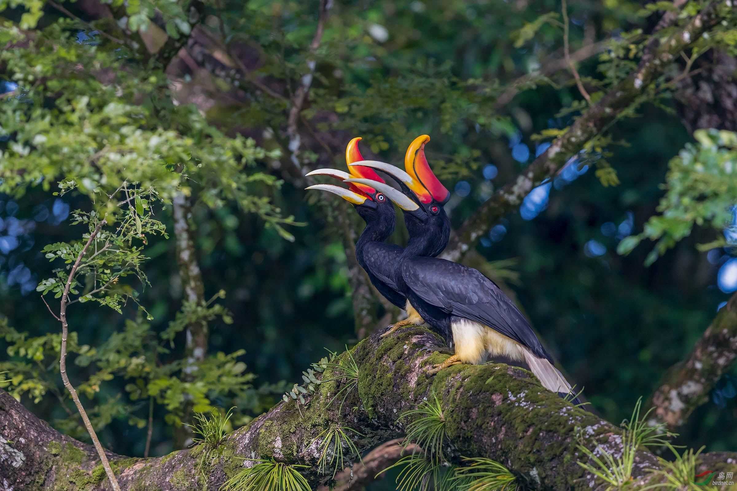 热带雨林气候主要分布在(热带雨林气候特征)