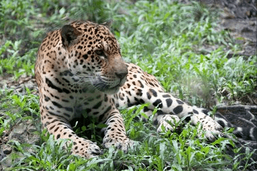 热带雨林气候主要分布在(热带雨林气候特征)