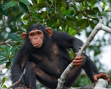 热带雨林气候主要分布在(热带雨林气候特征)