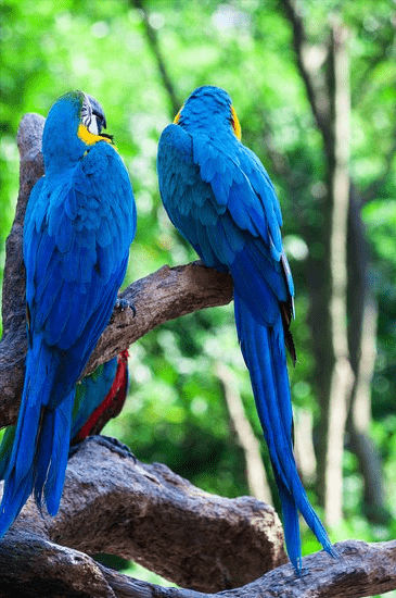 热带雨林气候主要分布在(热带雨林气候特征)