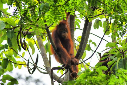 热带雨林气候主要分布在(热带雨林气候特征)