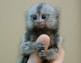 热带雨林气候主要分布在(热带雨林气候特征)