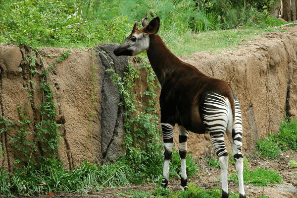 热带雨林气候主要分布在(热带雨林气候特征)