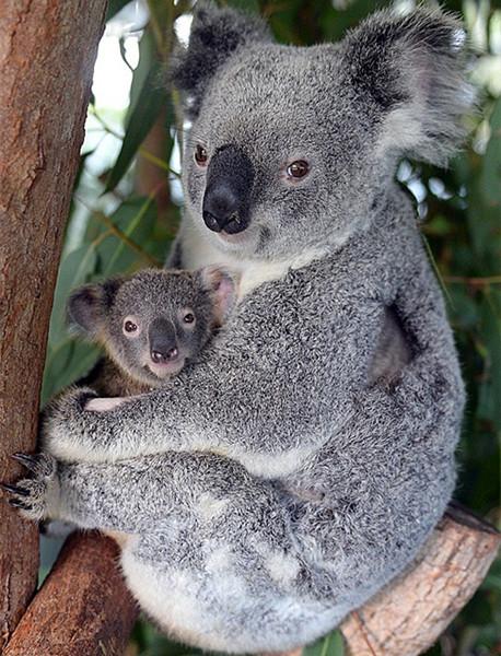 热带雨林气候主要分布在(热带雨林气候特征)