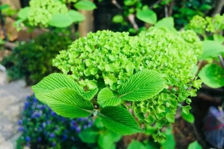 欧洲木绣球玫瑰（中华木绣球和欧洲木绣球的介绍）