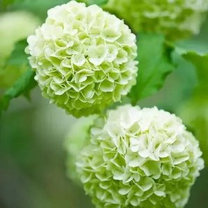 ​欧洲木绣球玫瑰（中华木绣球和欧洲木绣球的介绍）