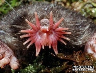 ​盘货天下上最丑的动物星鼻鼹鼠