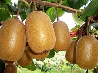 河南南阳十大著名特产，知道一半算你厉害