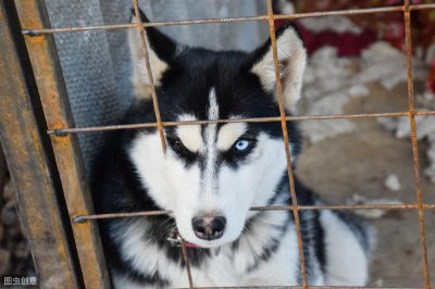 ​不忠心的五种狗(不忠心的狗是什么狗)