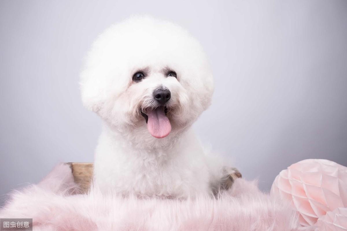 不忠心的五种狗(不忠心的狗是什么狗)