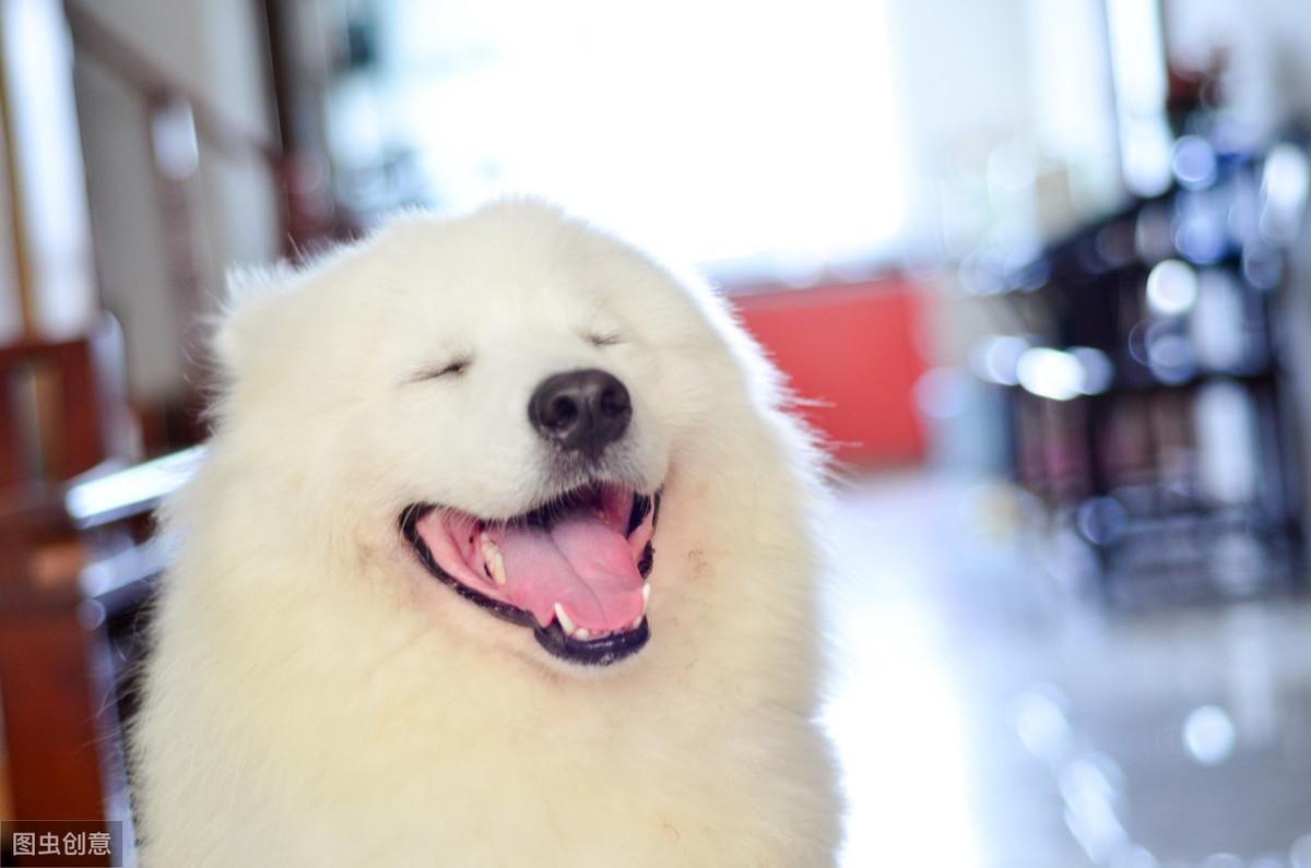 不忠心的五种狗(不忠心的狗是什么狗)