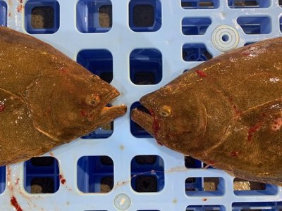 ​日本北海道丰浦町打捞到怪奇比目鱼 大家游向左它向右