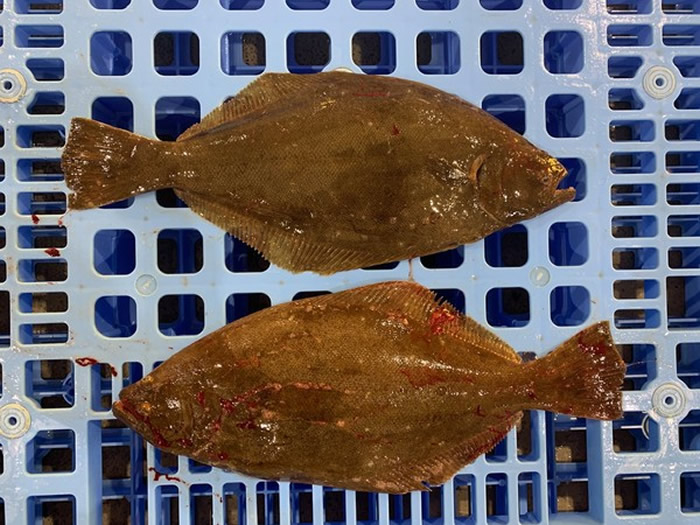 日本北海道丰浦町打捞到怪奇比目鱼 大家游向左它向右