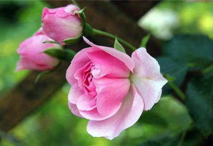 中国十大名花是哪十种花 积淀了丰厚的花卉文化