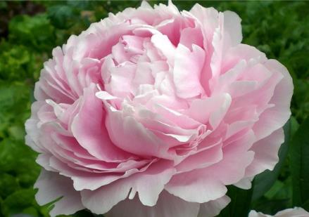 中国十大名花是哪十种花 积淀了丰厚的花卉文化