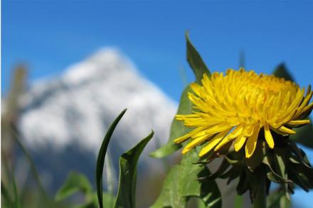 中国十大名花是哪十种花 积淀了丰厚的花卉文化
