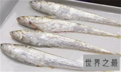 ​最贵的鱼是什么鱼 价格居然上万