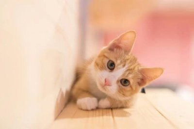 ​猫咪绝育后会记恨主人吗？