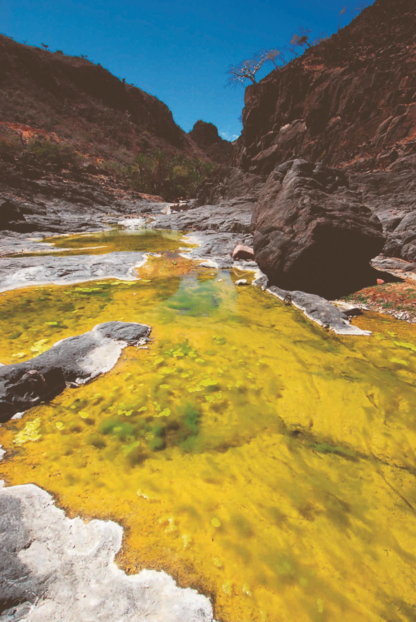 世界自然遗产 也门索科特拉岛 地球上最像外星球的奇幻之地
