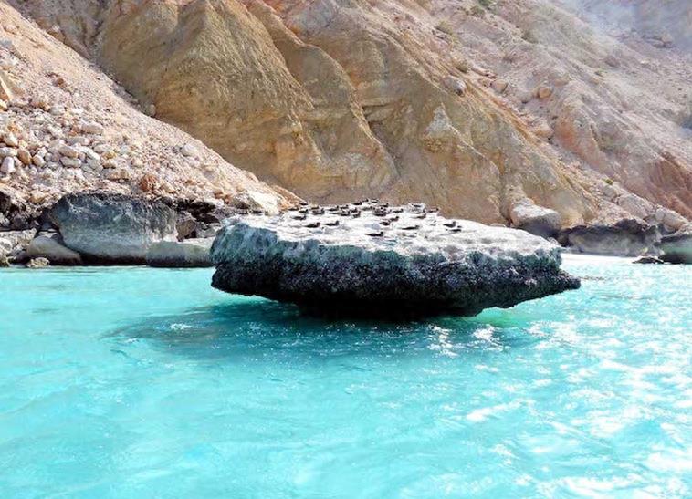 世界自然遗产 也门索科特拉岛 地球上最像外星球的奇幻之地