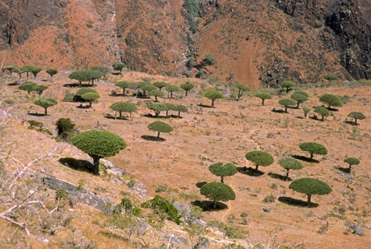 世界自然遗产 也门索科特拉岛 地球上最像外星球的奇幻之地