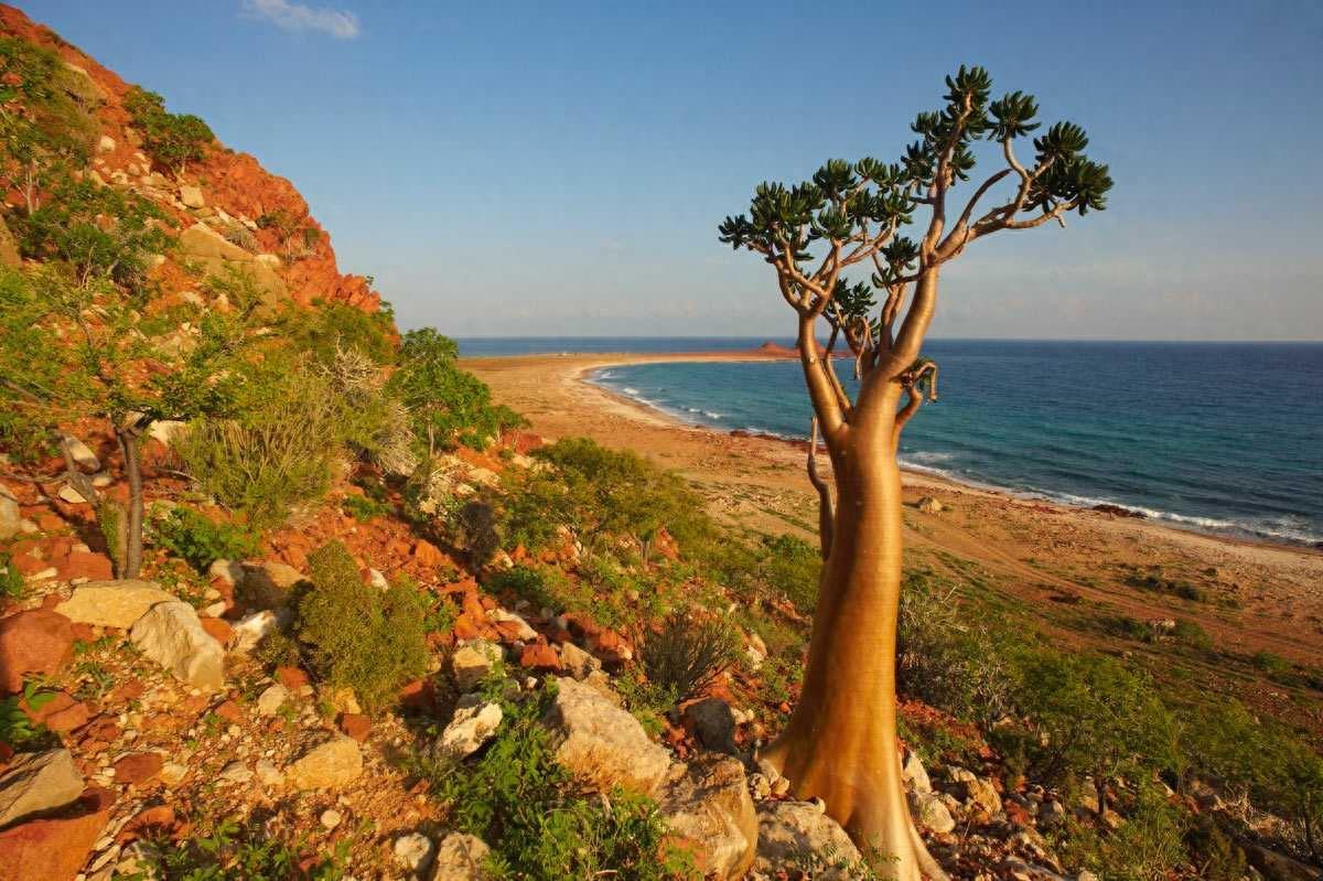 世界自然遗产 也门索科特拉岛 地球上最像外星球的奇幻之地