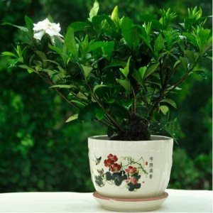 ​小叶栀子花四季开花，香味很浓！小叶栀子怎么养？