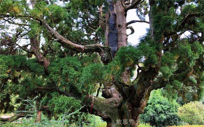 网络图片(侵删)