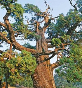 ​中国一棵有1500年历史的树 位于浙江景宁柳杉王(靠钢筋固定)