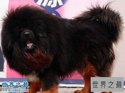 ​世界上最大的藏獒王，巨獒比尔(站立高达1.8米)