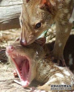 ​暴力强奸犯 动物的交配也布满暴力