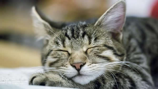 科学家借助两种要领试探动物做梦的也许性